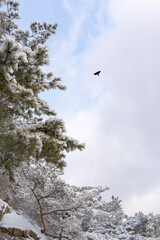 A bird flying over the snowy forest