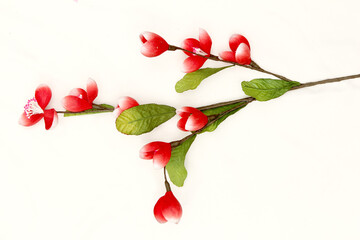 Flower on White Background