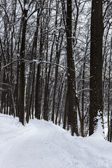 path among the trees in winter snowy park in winter