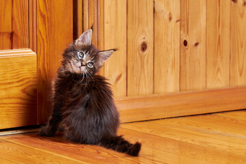 Maine Coon kitten with tassels on ears. Kitten turned around sitting by the door.