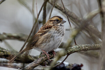 Bunting