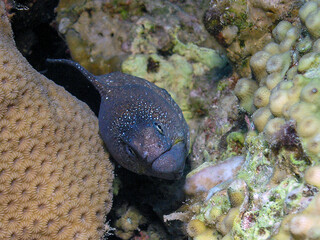 Yellowmouth Moray (Gymnothorax nudivomer) in the Red Sea, Egypt