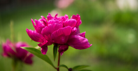 Tree peony in bloom closeup green background