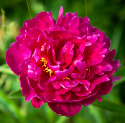 Tree peony in bloom closeup green background