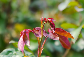 Green aphid pests on young rose leaves 