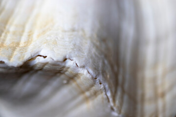 sea shell, close-up oyster shell. clam. background.