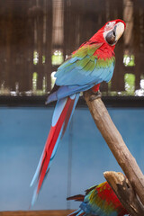 Close up haed the red macaw parrot bird in garden at thailand.