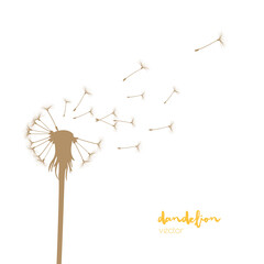 Dandelion silhouette with flying dandelion buds. Vector illustration