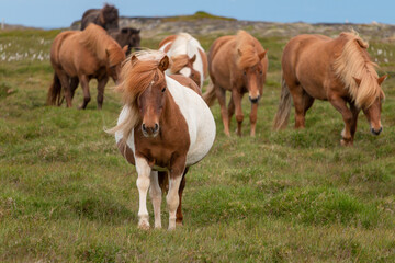 Naklejka na ściany i meble Walks a pregnant horse. Icelandic nature.