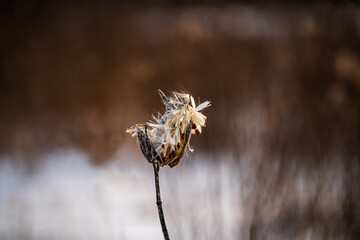 Milkweed Flower with Seeds In Winter