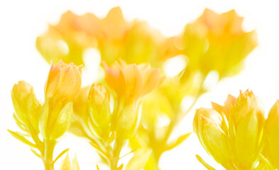 yellow tulip isolated on white, Kalanchoe