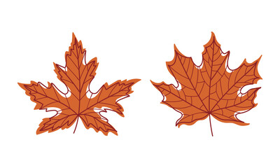 Naklejka na ściany i meble Colorful Autumn Leaf with Veins as Seasonal Foliage on Stem Vector Set