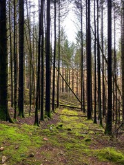 Garnwen forest South Wales