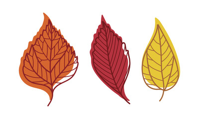 Fototapeta premium Colorful Autumn Leaf with Veins as Seasonal Foliage on Stem Vector Set