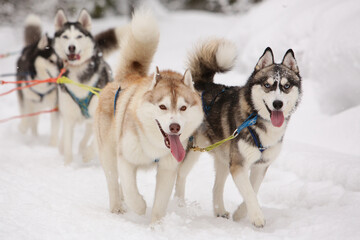 Cute gray and red sled dog Siberian husky is driving a sled through a winter snow-covered forest and looks