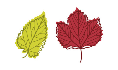 Colorful Autumn Leaf with Veins as Seasonal Foliage on Stem Vector Set