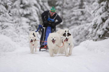 A team of white sled dogs rides through a snowy winter coniferous forest