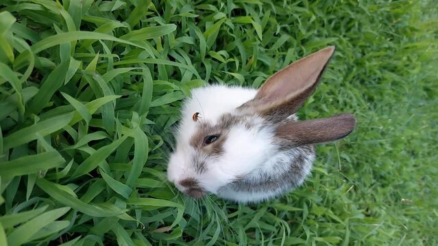baby rabbit playing on the grass