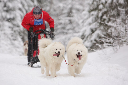 Two white samoyed sled dogs rides through a snowy winter coniferous forest