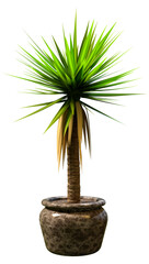 3D Rendering Yucca Palm Tree on White