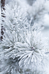 Beautiful pine branches covered with frost and ice on a snowy winter morning, closeup.