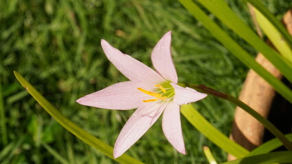 Obraz premium flower, pink, nature, spring, plant, blossom, garden, lily, flowers, bloom, beauty, petal, white, flora, summer, leaf, floral, macro, closeup, beautiful, purple, blooming, petals, close-up, isolated
