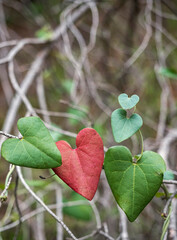 Heart-shaped country plant leaves, painted in passion red color. Concept of love, Valentine's Day, love for nature. Celebrations, nature.