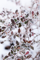 Winter barberry bush with fruit covered with frost and ice.