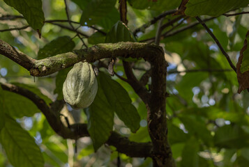 Vaina de cacao verde colgando de rama