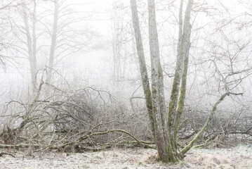 Trees in misty forest, Sweden