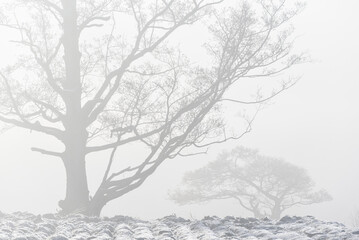Trees in misty landscape, Sweden