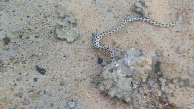 Myrichthys maculosus in the Red Sea in Egypt. Tiger sharp-tailed eel in the Red Sea. The sea snake is hunting. Myrichthys maculosus hunts.