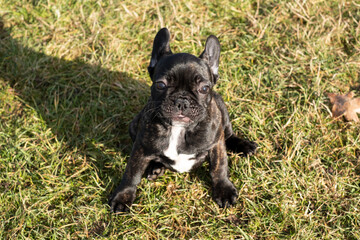 Female Puppy of French Bulldog sit in grass and look to owner, above view