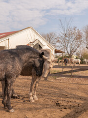 Caballos en campo al aire libre. 