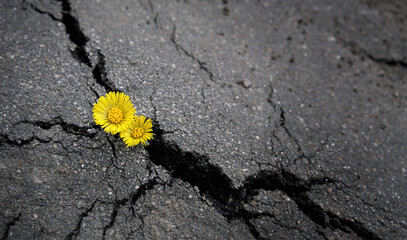 spring yellow flowers close up in crack of asphalt pavement. earth day, ecology concept. industrial...