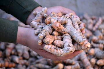 closeup the bunch brown orange turmeric hold hand over out of focus brown background.