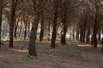 Pine forest...Many tall pine trees growing in the forest on the ground.