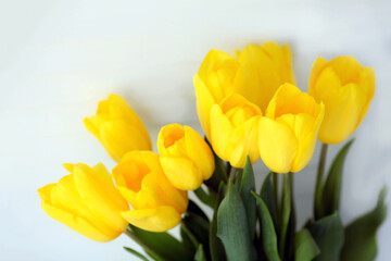 Bouquet of yellow tulips on a white background. Beautiful yellow flowers in a vase behind the wall. International Women is Day 8 March. Copy space.
