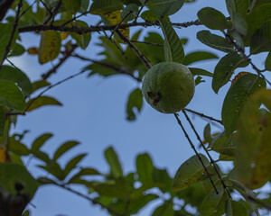 Guayaba coldando de una rama