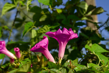 Tall morningglory trumpet-shaped purple flower
