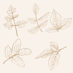 Set of hand-drawn vectors in the clean and modern line style