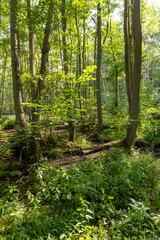 Obraz premium German Moor forest landscape with fern, grass and deciduous trees in summer