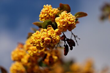 Żółty kwiat na tle nieba