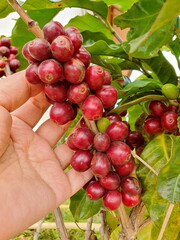 Close-up shot of a coffee farmer's left hand picking fresh red Arabica coffee berries on its branch in an organically grown field. Arabica smells good,soft taste and caffeine content is not high.

