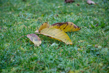 Colorful foliage on a meadow close-up in autumn