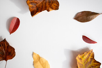 Autumn leaves on white background, copy space for text or messages