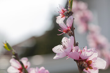 Close-up of pink and white blossoms of a peach tree