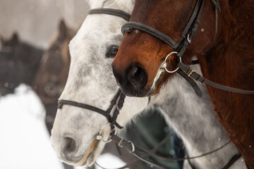 several horses in horse harness against the backdrop of a snowy field in winter. Close-up of the heads. Pairs from the nostrils of stallions. Space for text