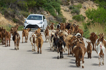 Highway was blocked by a large herd of goats walking forward against the background of a blurred...