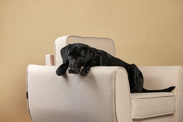 Black labrador on a yellow background